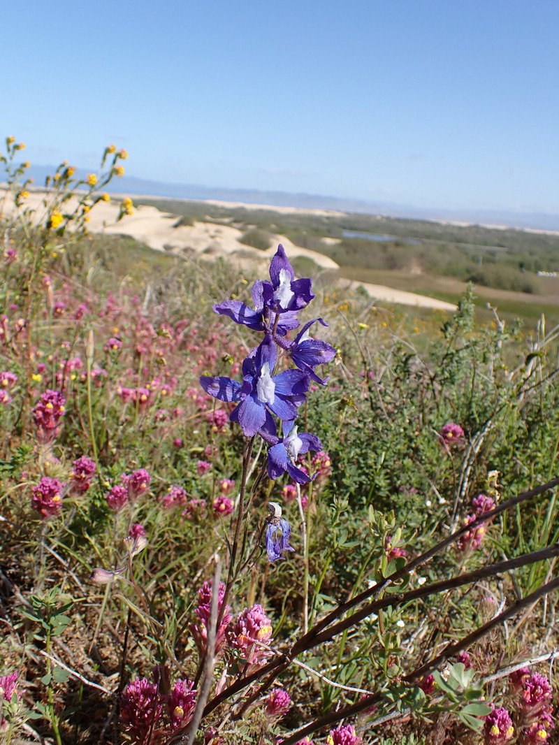 Delphinium parryi subsp. blochmaniae photo 6