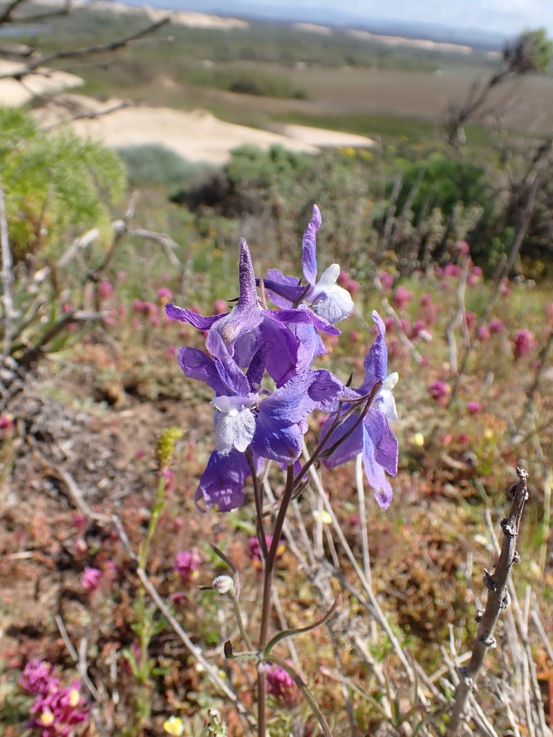 Delphinium parryi subsp. blochmaniae photo 7