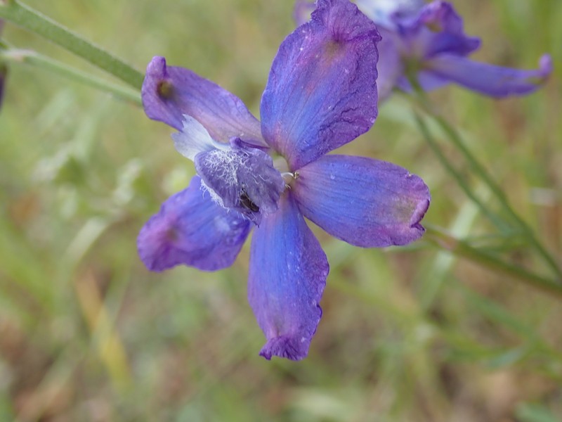 Delphinium parryi subsp. blochmaniae photo 8