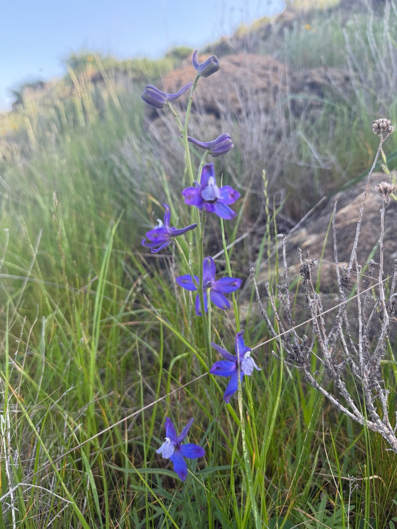 Delphinium parryi subsp. eastwoodiae