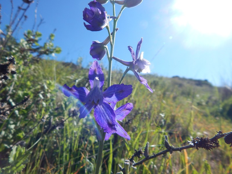 Delphinium parryi subsp. eastwoodiae photo 2