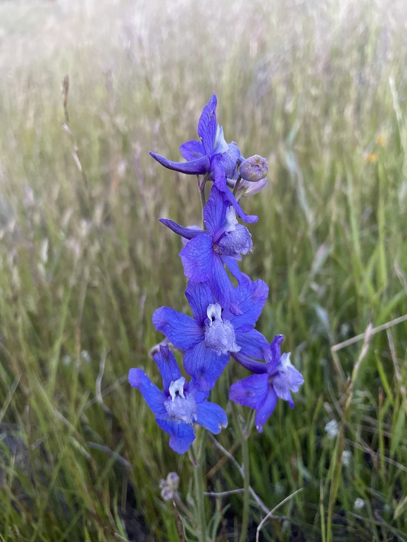 Delphinium parryi subsp. eastwoodiae photo 3