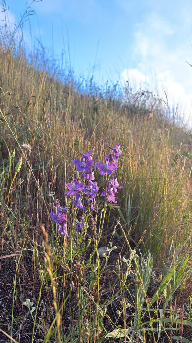 Delphinium parryi subsp. eastwoodiae photo 4
