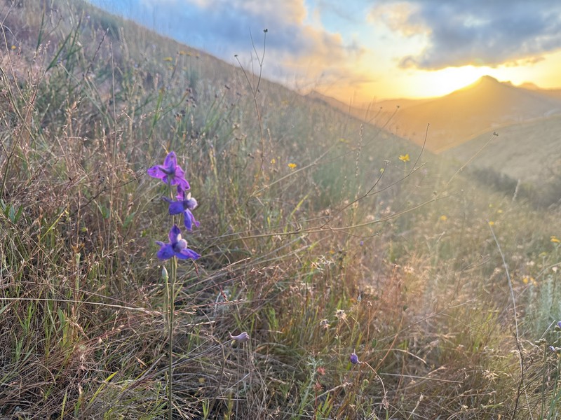 Delphinium parryi subsp. eastwoodiae photo 5