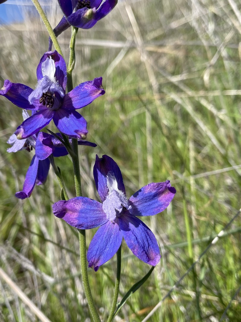 Delphinium parryi subsp. eastwoodiae photo 6
