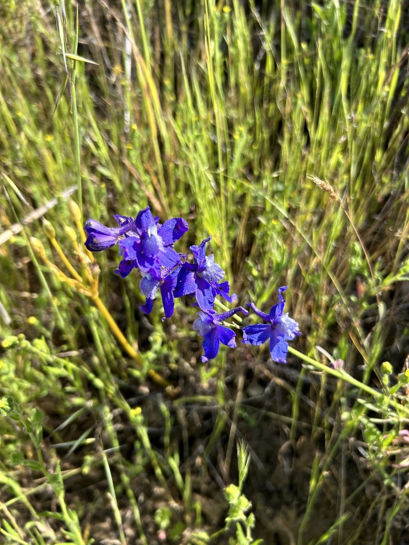 Delphinium parryi subsp. eastwoodiae photo 7
