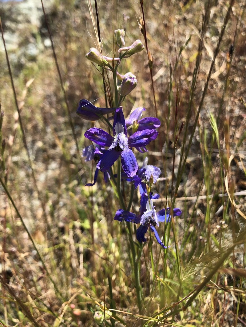 Delphinium parryi subsp. eastwoodiae photo 8