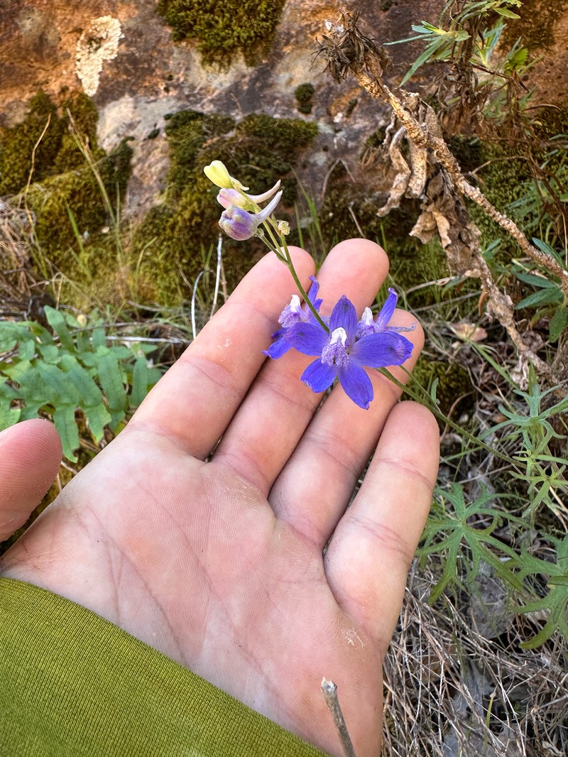 Delphinium parryi subsp. maritimum