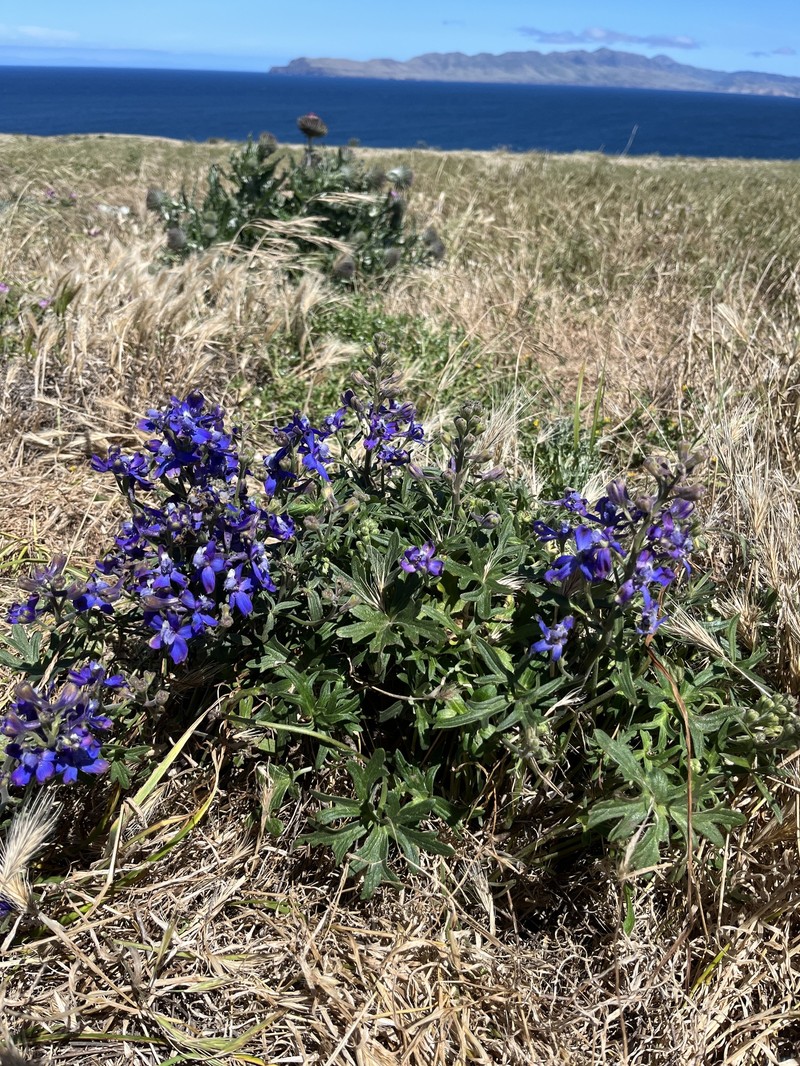 Delphinium parryi subsp. maritimum photo 2