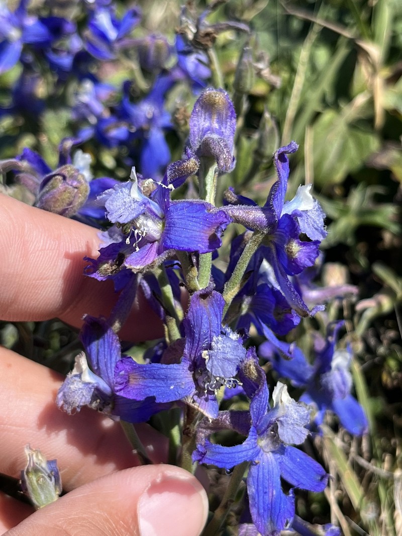 Delphinium parryi subsp. maritimum photo 3