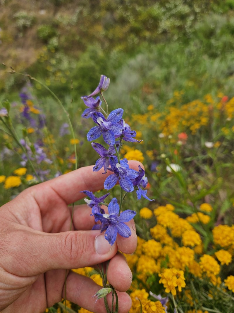 Delphinium parryi subsp. maritimum photo 4