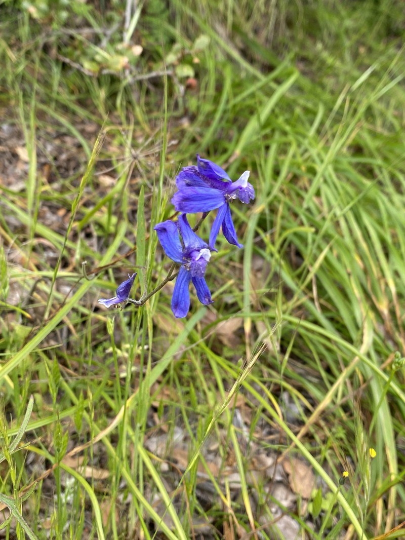 Delphinium parryi subsp. maritimum photo 5