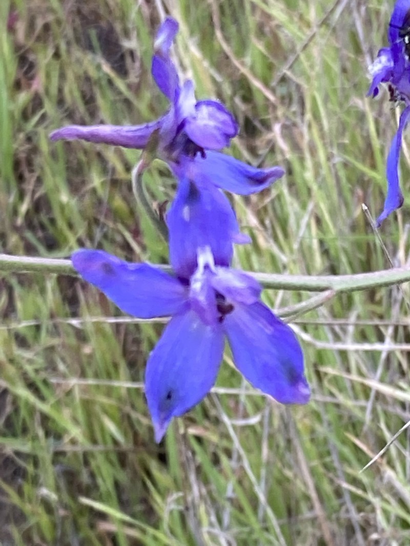 Delphinium parryi subsp. maritimum photo 6