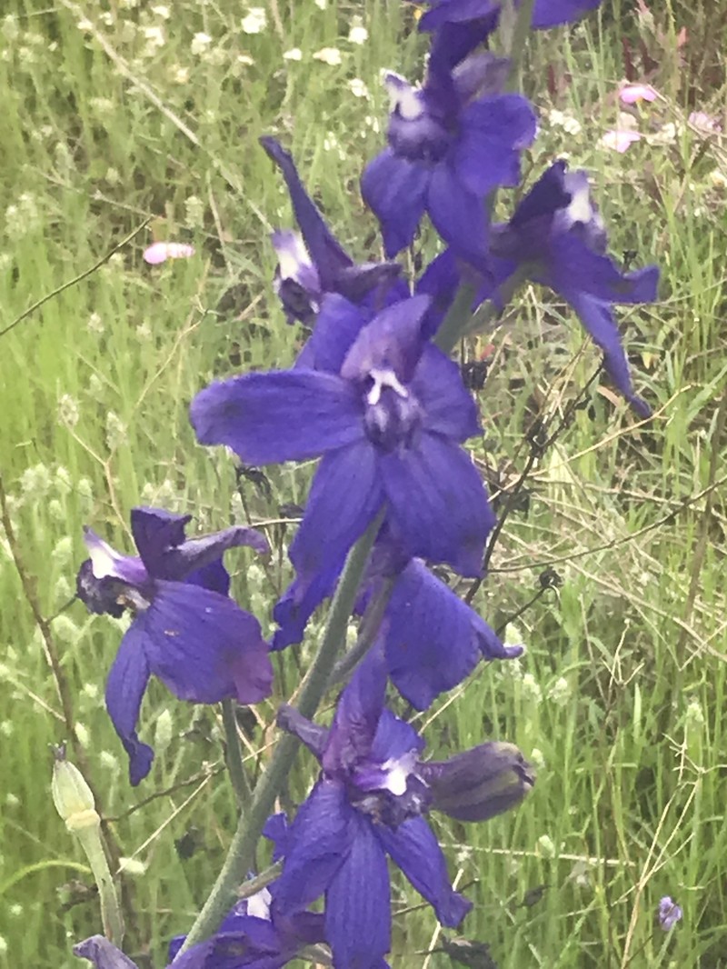 Delphinium parryi subsp. maritimum photo 7