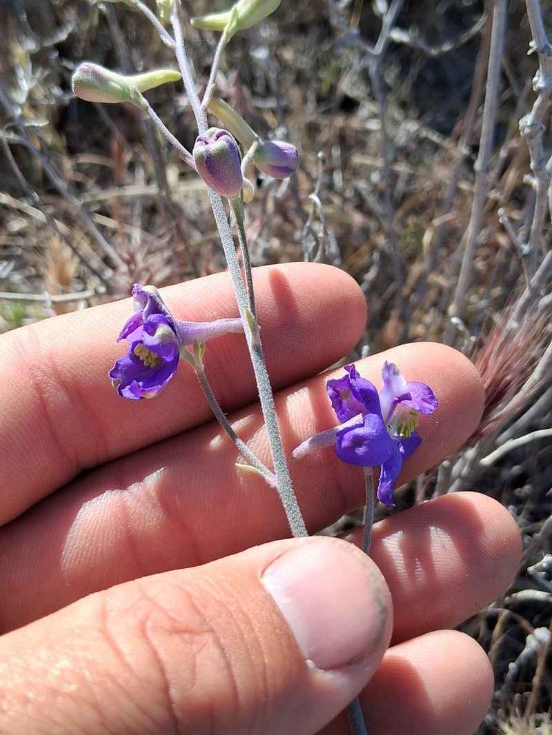 Delphinium parryi subsp. parryi