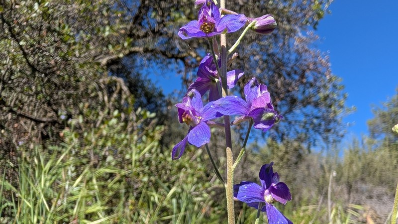 Delphinium parryi subsp. parryi photo 2
