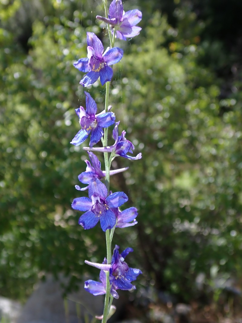 Delphinium parryi subsp. parryi photo 3