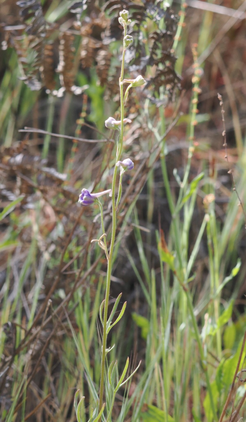 Delphinium parryi subsp. parryi photo 4