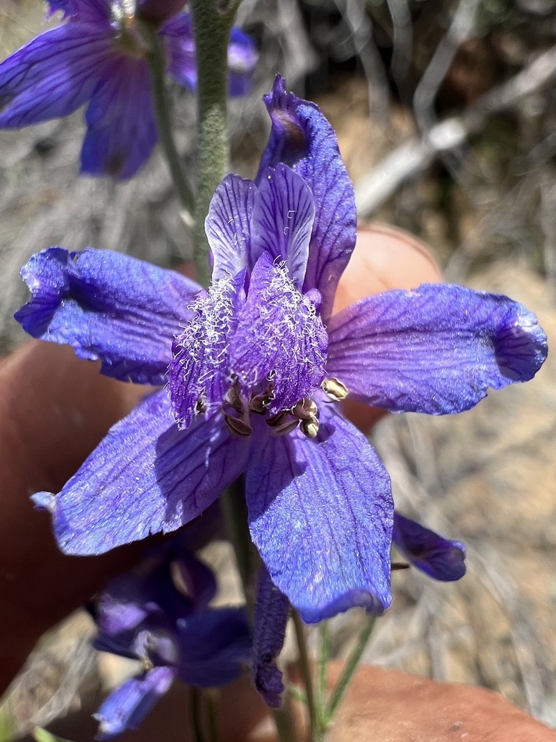 Delphinium parryi subsp. parryi photo 5