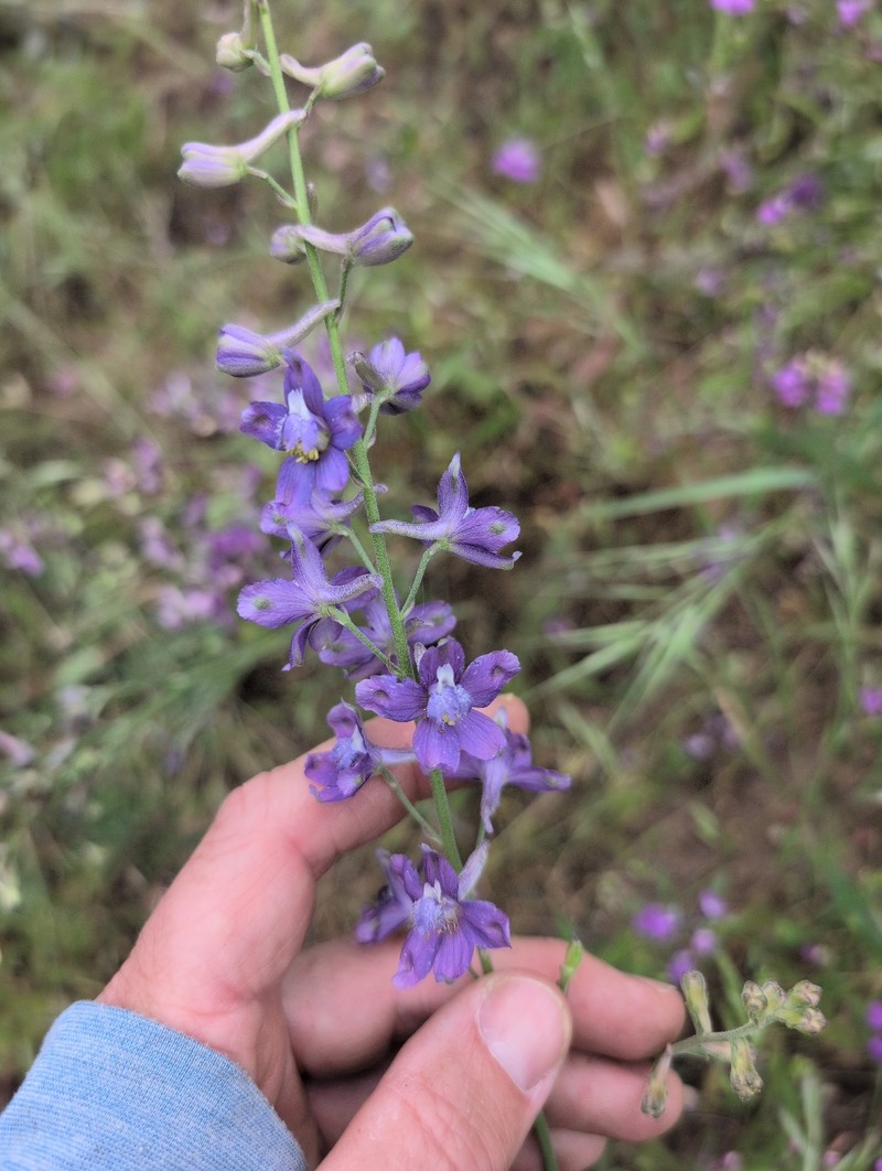 Delphinium parryi subsp. parryi photo 6