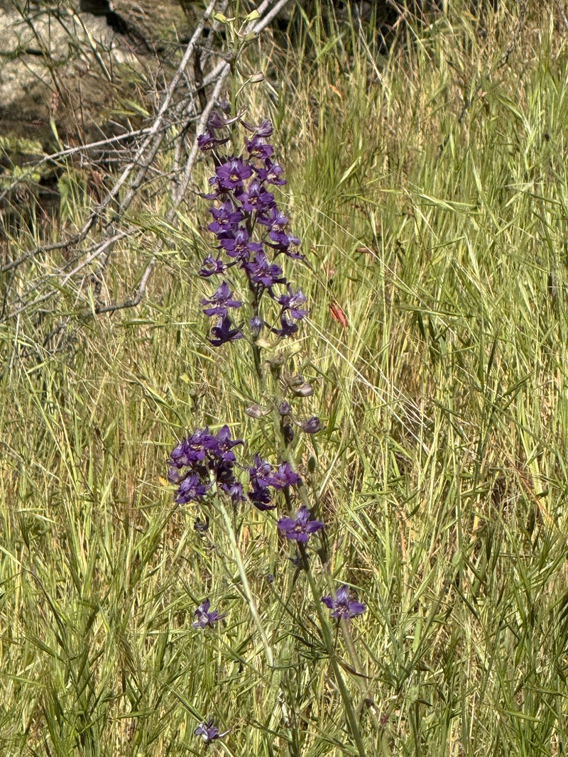 Delphinium parryi subsp. parryi photo 7
