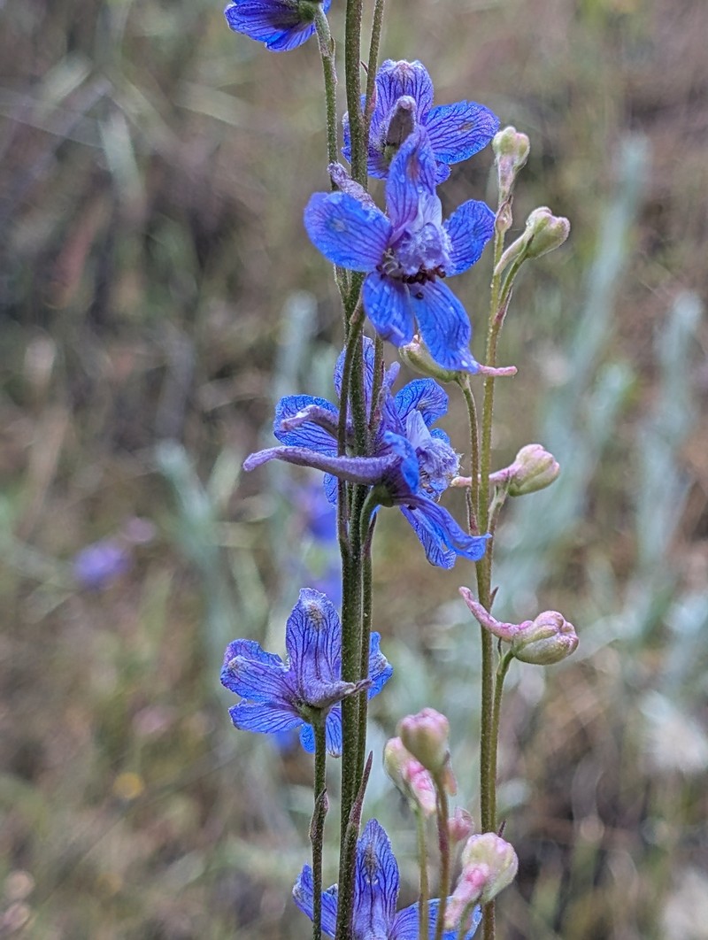 Delphinium parryi subsp. parryi photo 8