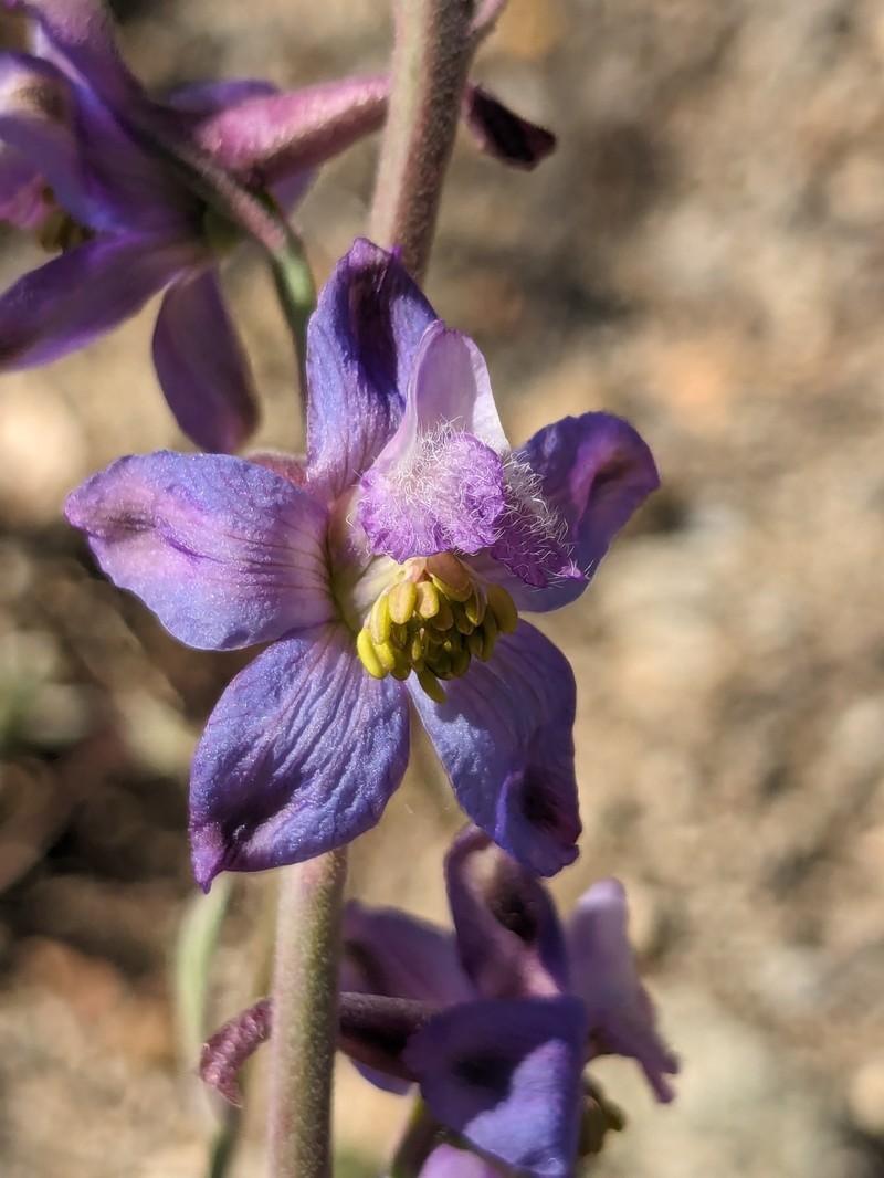 Delphinium parryi subsp. purpureum