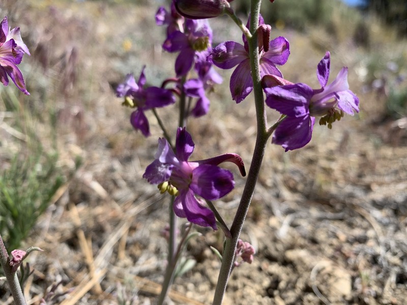 Delphinium parryi subsp. purpureum photo 2