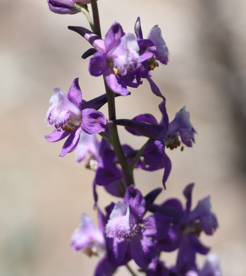 Delphinium parryi subsp. purpureum photo 3