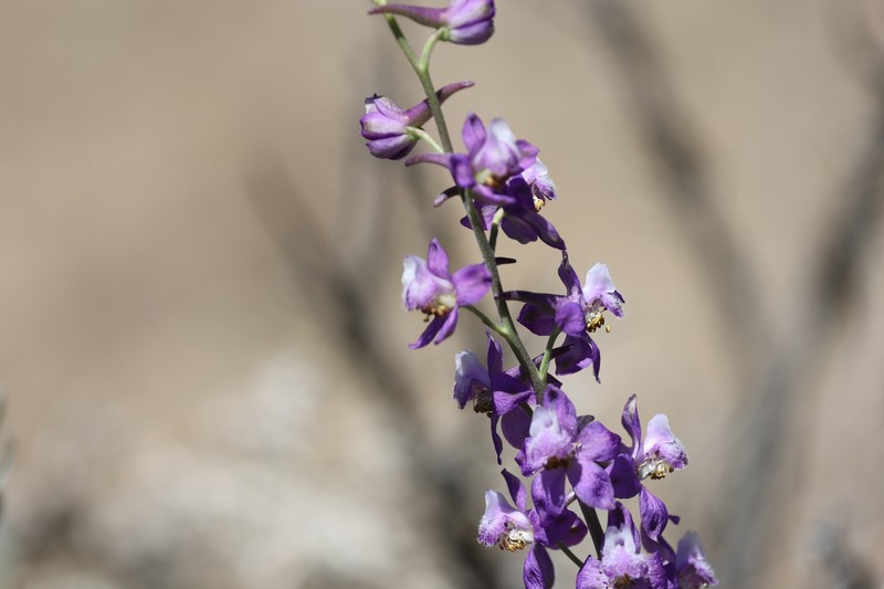 Delphinium parryi subsp. purpureum photo 4