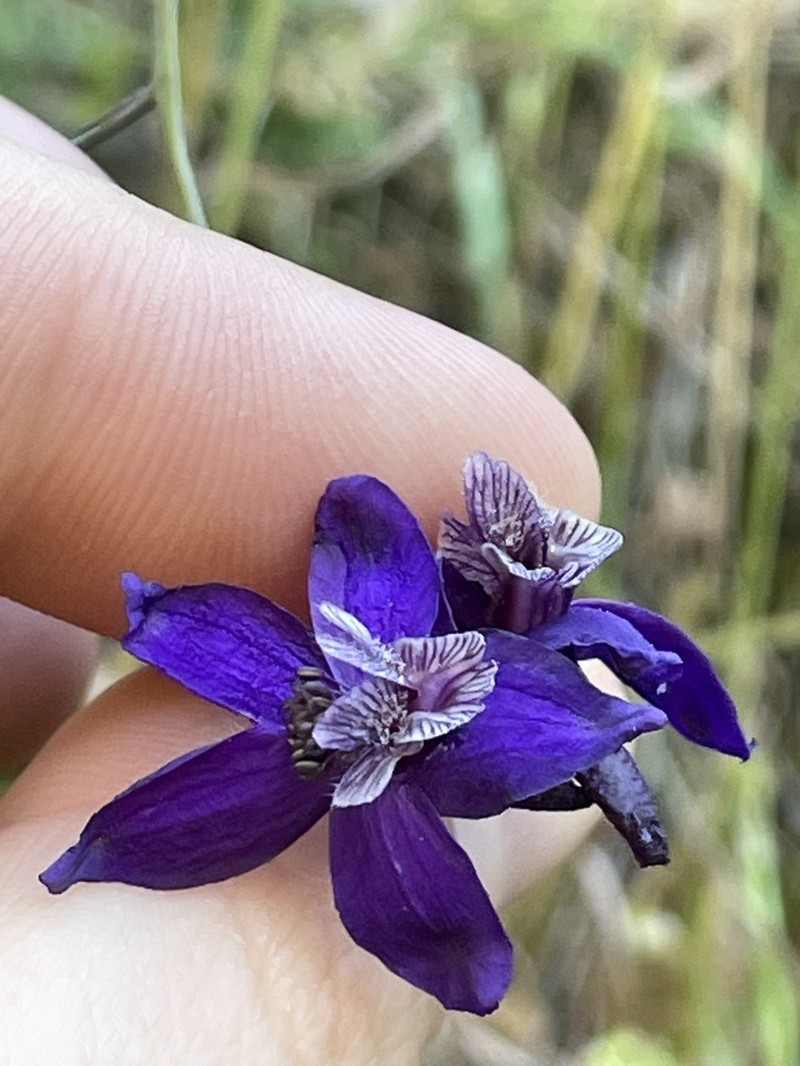 Zigzag Larkspur