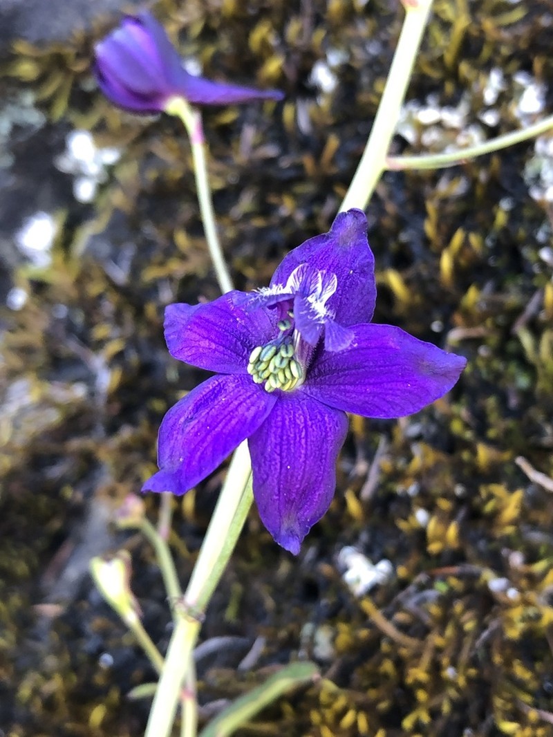Zigzag Larkspur photo 2