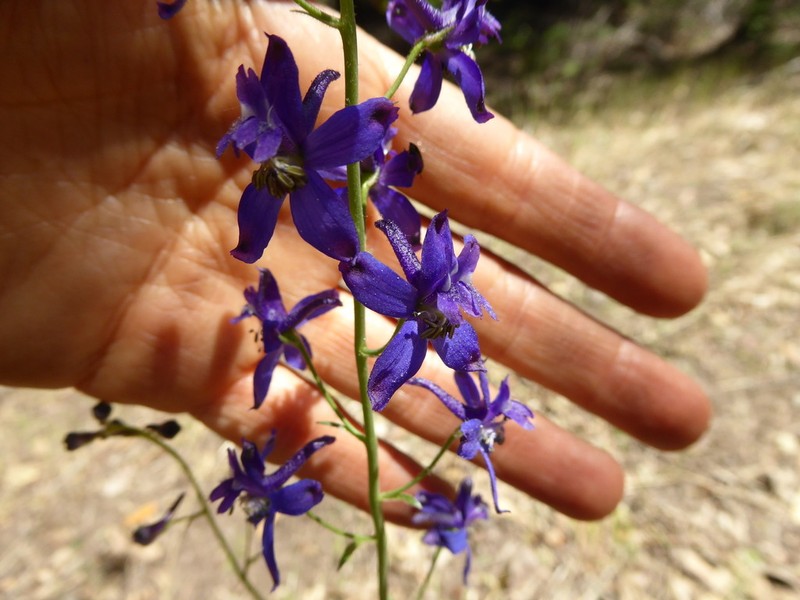 Zigzag Larkspur photo 3