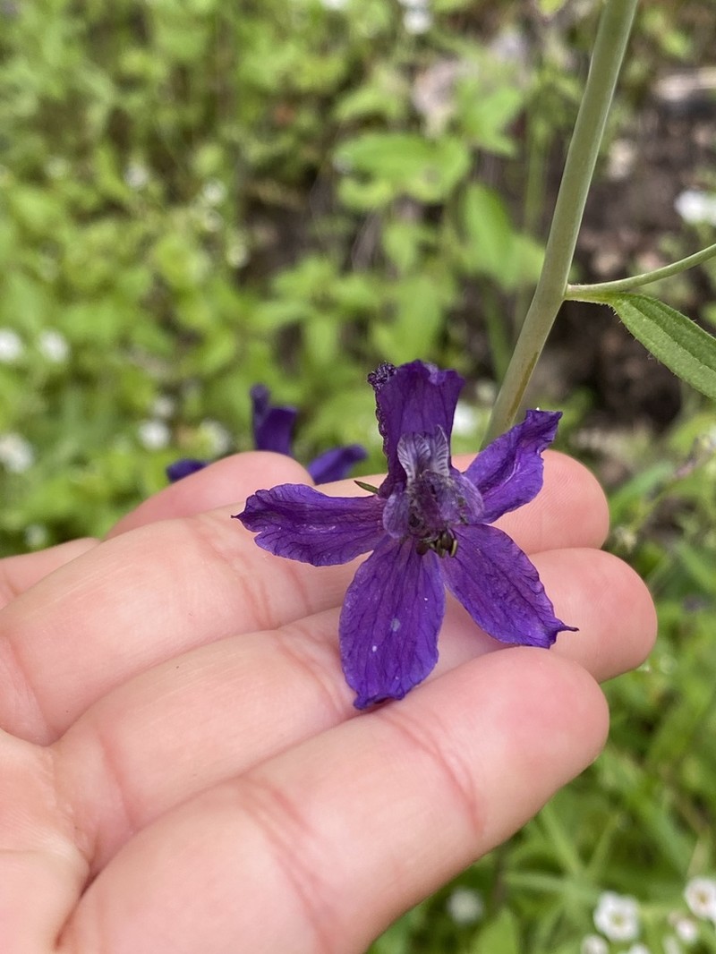 Zigzag Larkspur photo 4