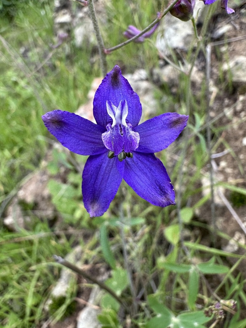 Zigzag Larkspur photo 5