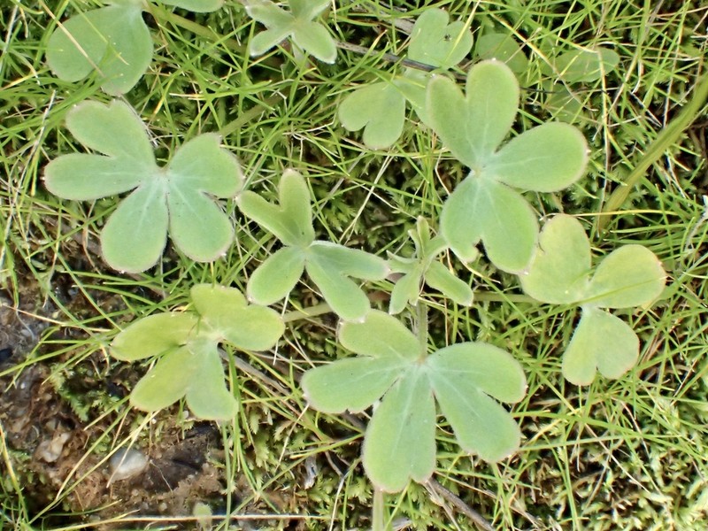 Zigzag Larkspur photo 6