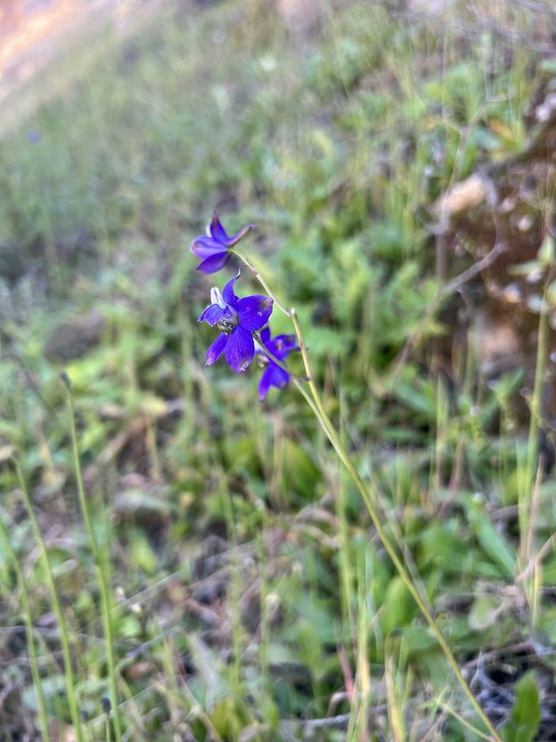 Zigzag Larkspur photo 7