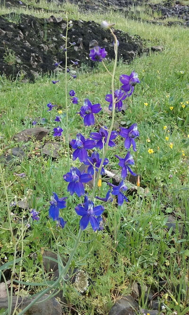 Zigzag Larkspur photo 8