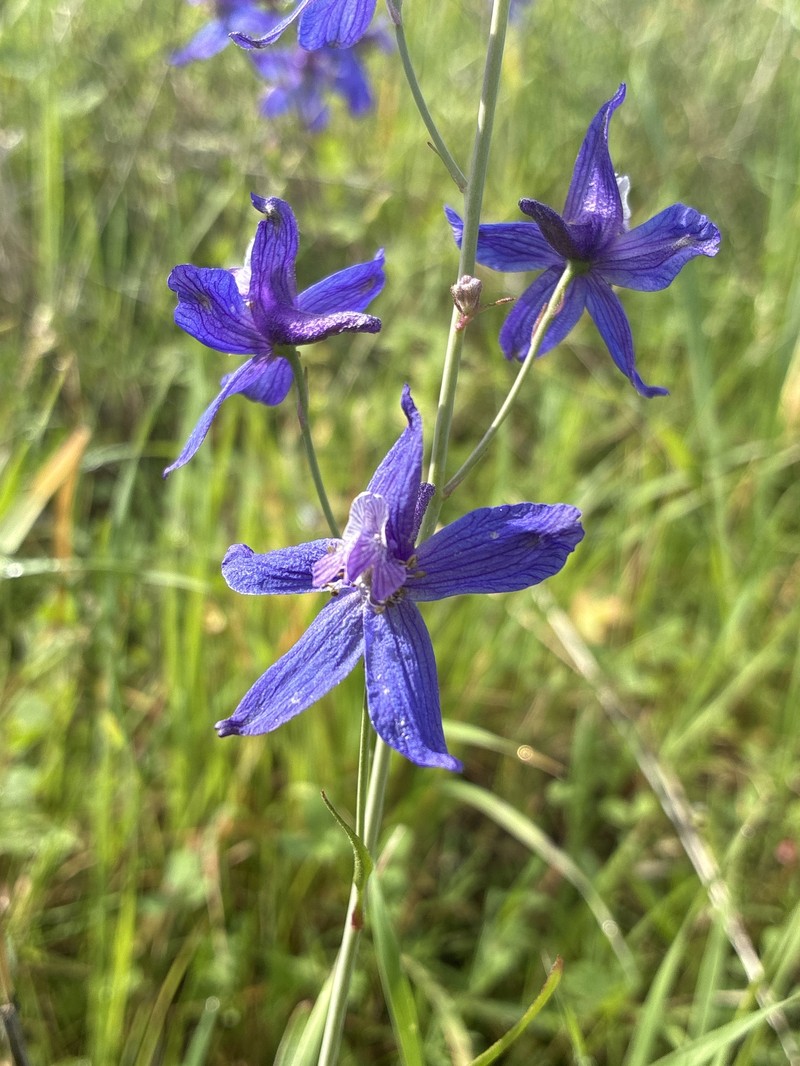 Delphinium patens subsp. hepaticoideum