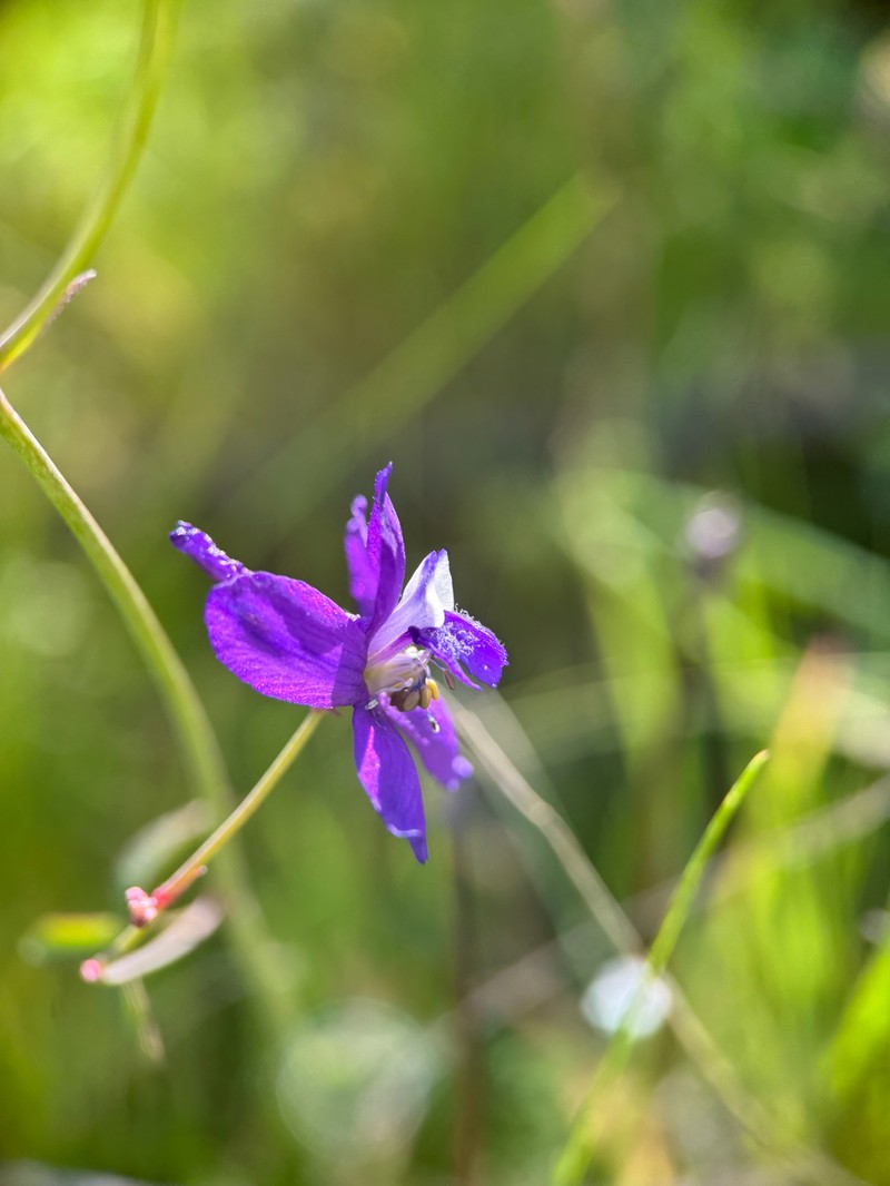 Delphinium patens subsp. hepaticoideum photo 2
