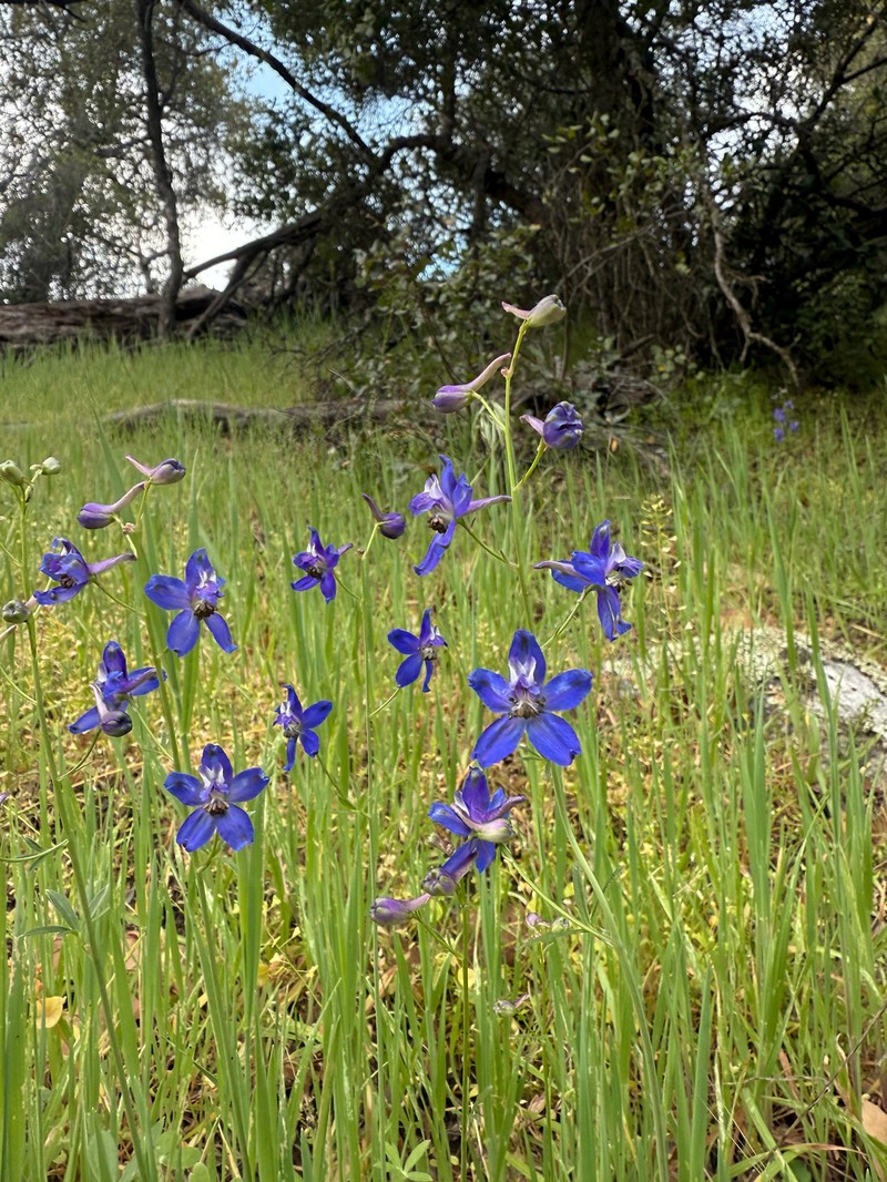 Delphinium patens subsp. hepaticoideum photo 3