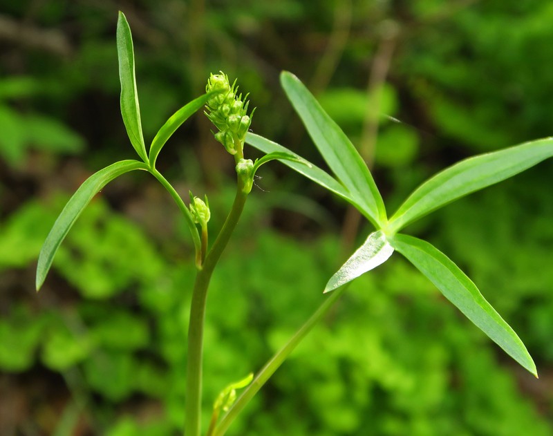 Delphinium patens subsp. hepaticoideum photo 5