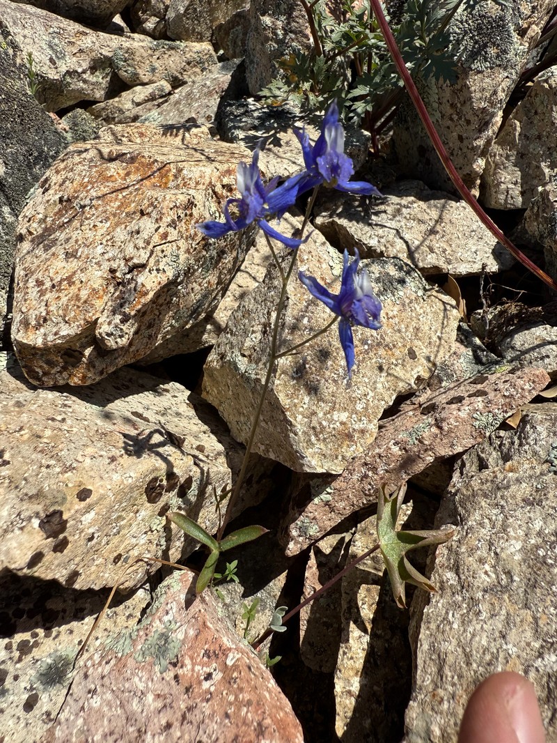 Delphinium patens subsp. hepaticoideum photo 6