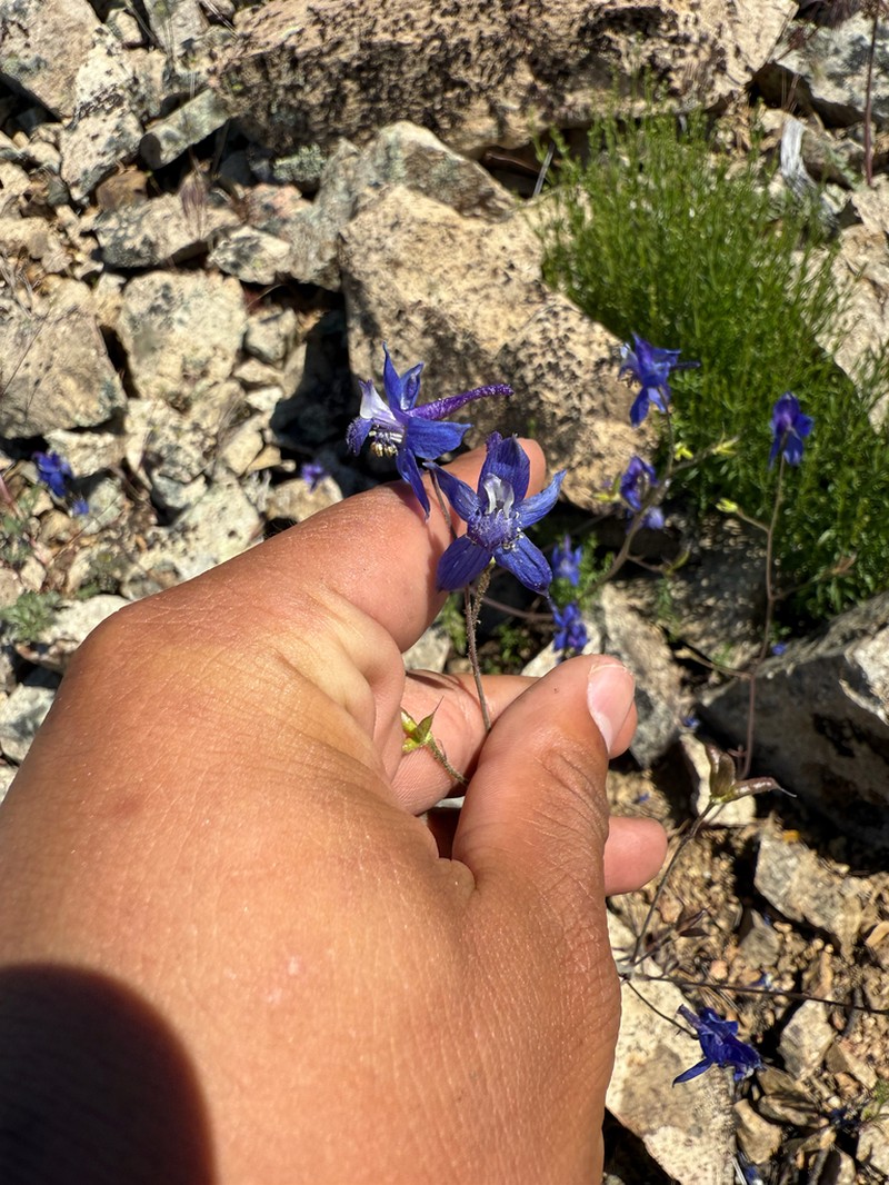 Delphinium patens subsp. hepaticoideum photo 8
