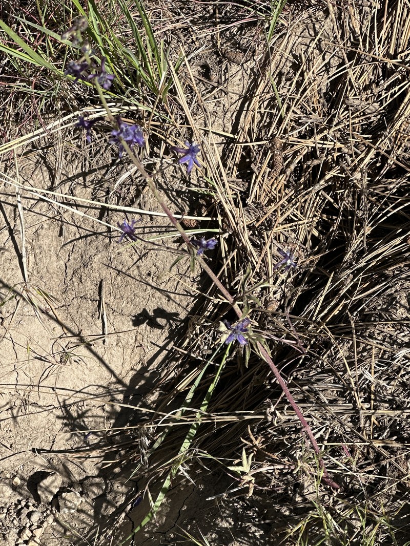 Delphinium patens subsp. montanum