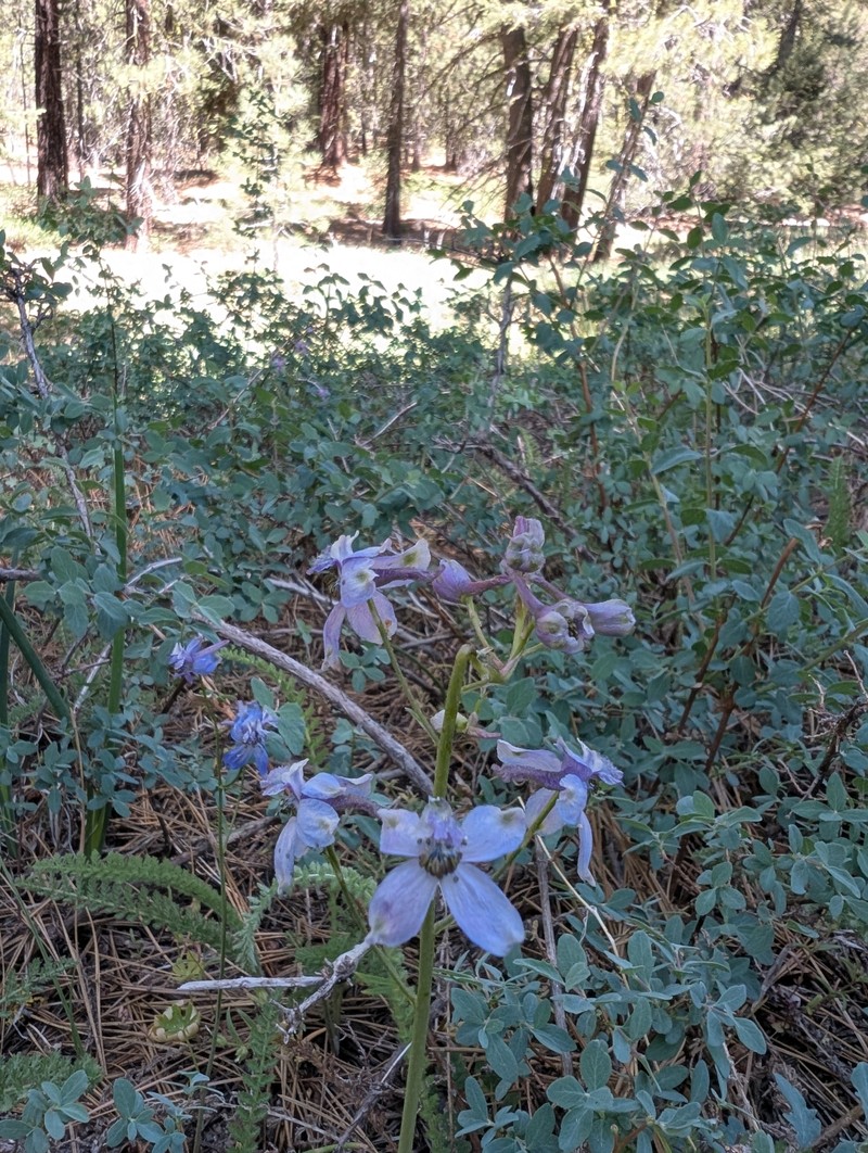Delphinium patens subsp. montanum photo 2