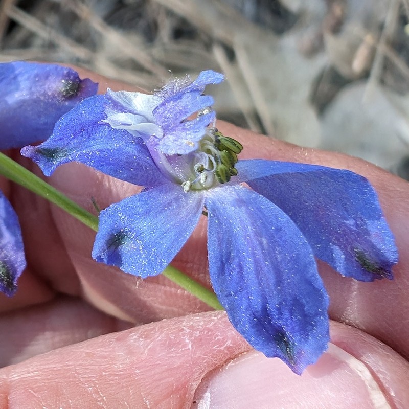 Delphinium patens subsp. montanum photo 3