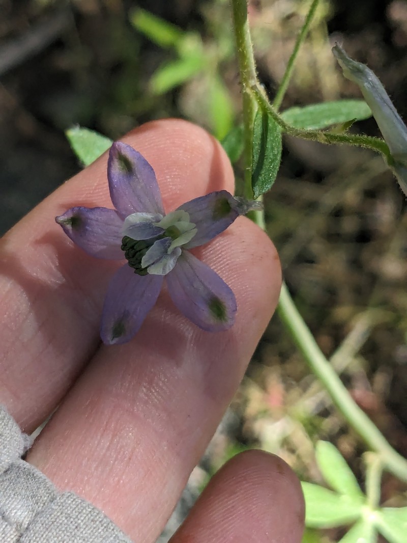 Delphinium patens subsp. montanum photo 4