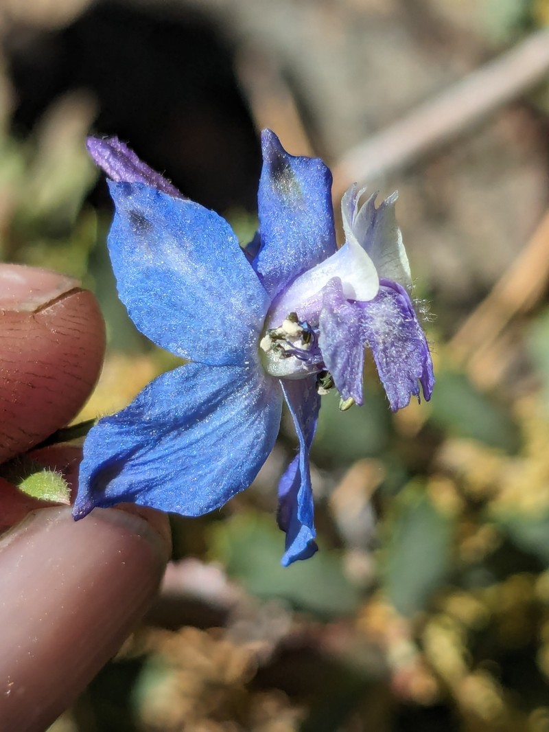 Delphinium patens subsp. montanum photo 5