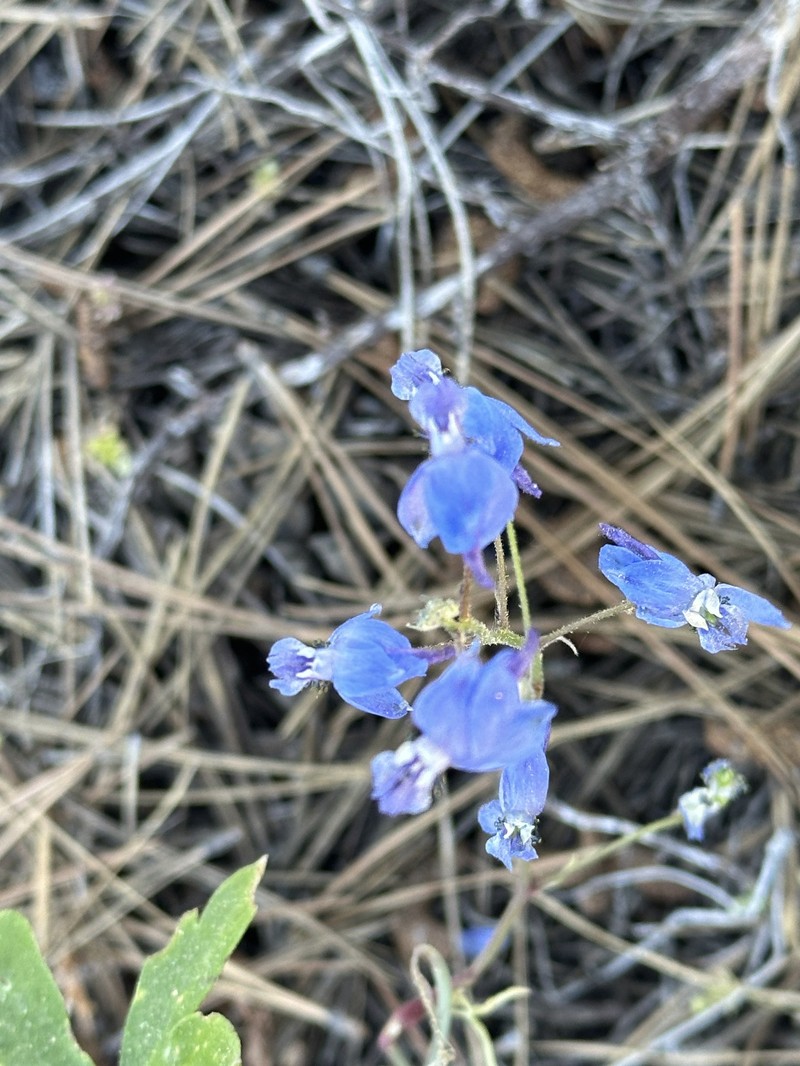 Delphinium patens subsp. montanum photo 6